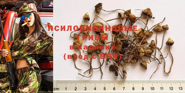 сатива Балахна